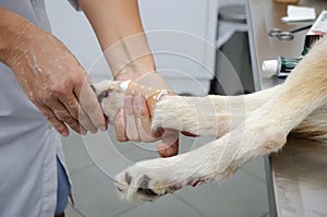 Veterinary operation on a dog.